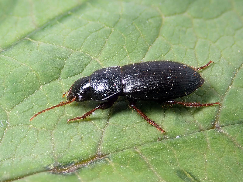 Carabidae: Ophonus azureus o cribricollis? cribricollis